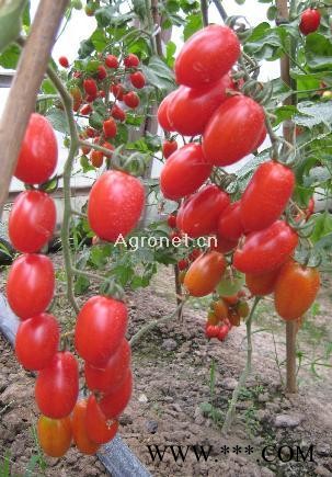 供应红日—番茄种子