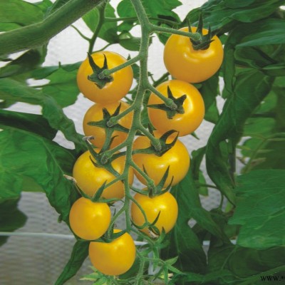 供应黄冠二号—番茄种子