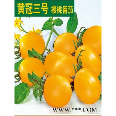 供应黄冠三号—番茄种子