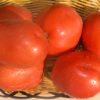 供应骋辉66号—番茄种子
