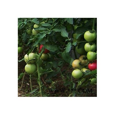 供应福祺® 正荷一号——番茄种子