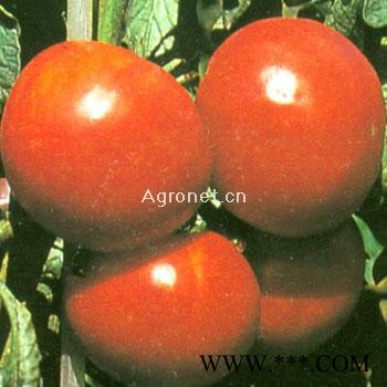 供应爱莱g拉（FA-516）—番茄种子