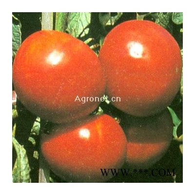 供应爱莱g拉（FA-516）—番茄种子