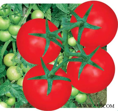 供应特拉卡—番茄种子