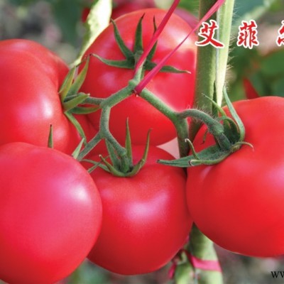 供应艾菲尔—精品番茄种子
