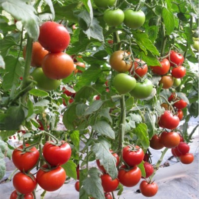供应瑞福—大红番茄种子