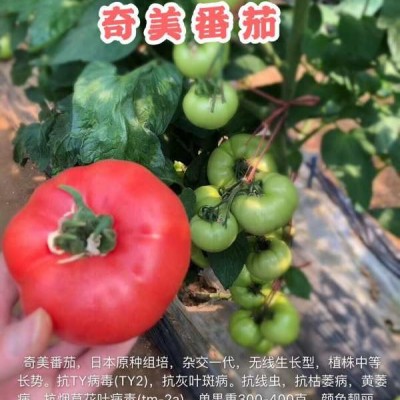 供应日本口感酸甜番茄种子—奇美
