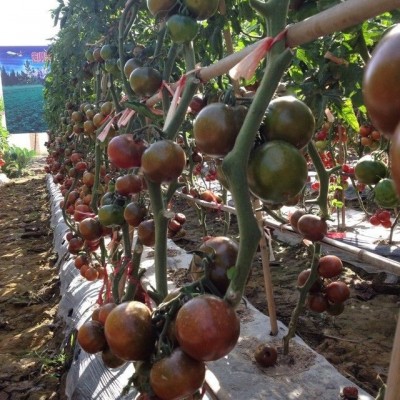 供应黑泽—紫黑番茄种子