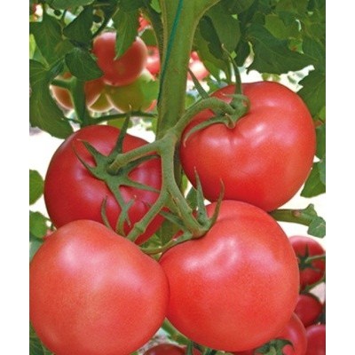 供应亿粉一号—番茄种子