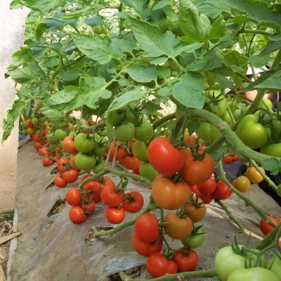 供应7183——番茄种子