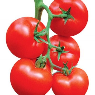供应侯爵－番茄种子