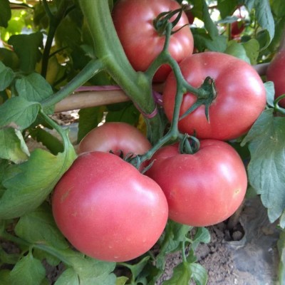 供应进口番茄种子