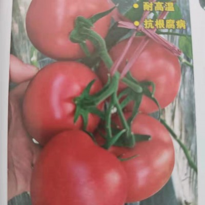 供应卡罗莱娜大果早熟耐热番茄种子