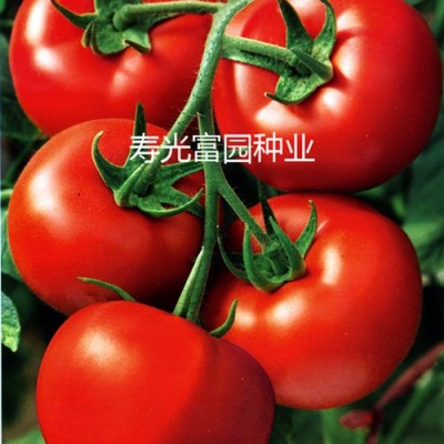 供应红袍—番茄种子