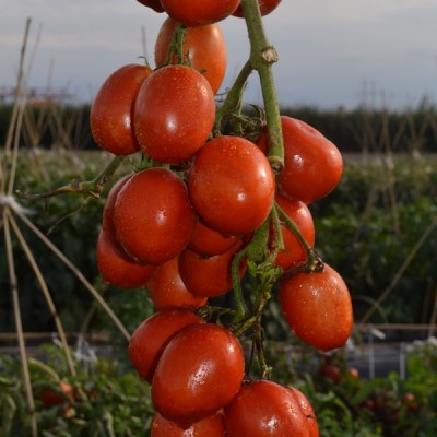 供应骋辉38号—番茄种子