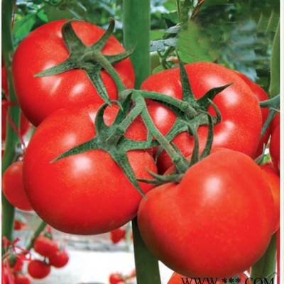 供应瑞吉番茄种子