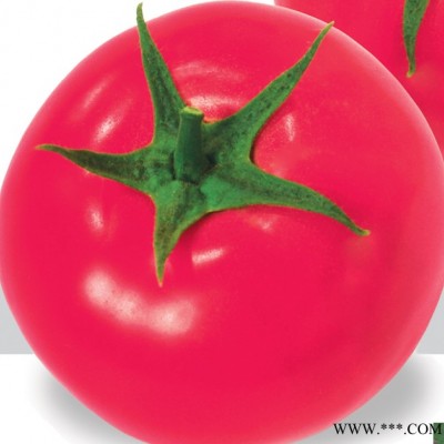 供应索菲娅番茄种子