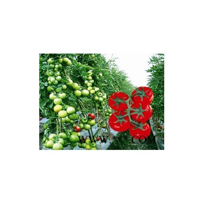 供应铁头王—番茄种子