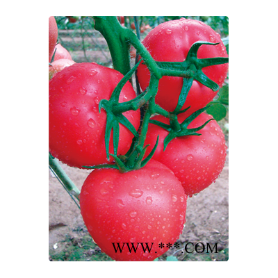 供应丽贝卡（高抗TY病毒粉果番茄）—番茄种子