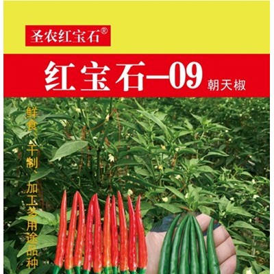 红宝石—09朝天椒—辣椒种子