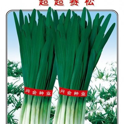 供应超级赛松——韭菜种子