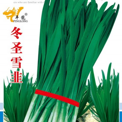 供应冬圣雪韭—韭菜种子