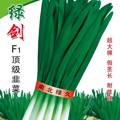 供应绿剑F1—韭菜种子
