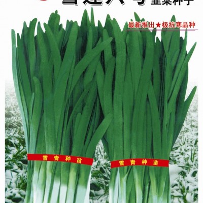 供应雪莲六号——韭菜种子