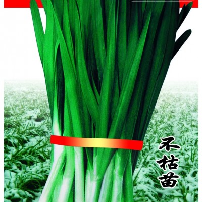 供应精选汉中冬韭王——韭菜种子