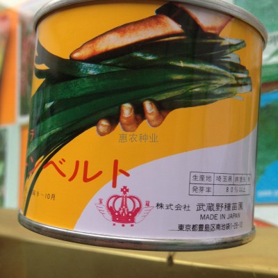 供应日本进口韭菜种子绿带