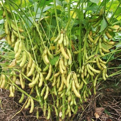 供应春早50—菜豆种子
