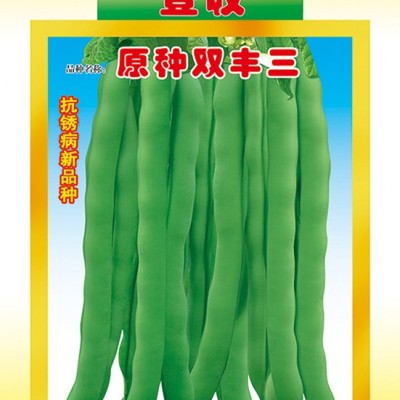 供应种双丰三——菜豆种子