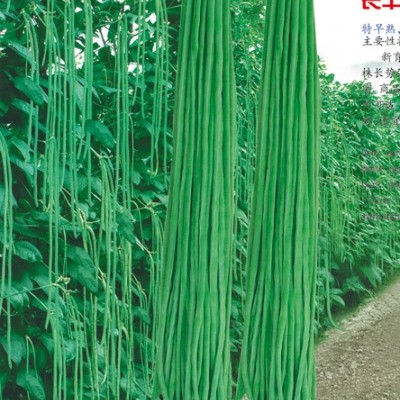 供应绿金线3号—豇豆种子