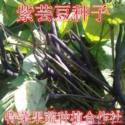 供应2016紫芸豆种子