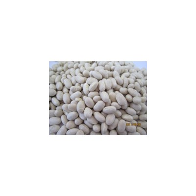 供应日本白芸豆