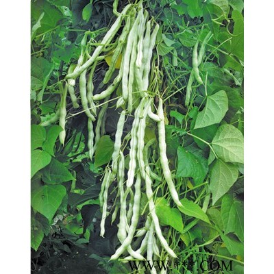 供应白龙—架豆种子