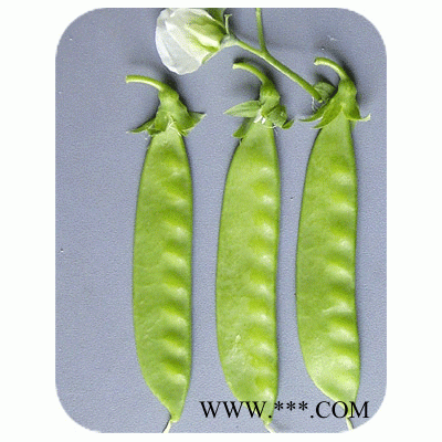 供应小白花—豌豆种子