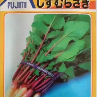供应日本紫红色叶用萝卜