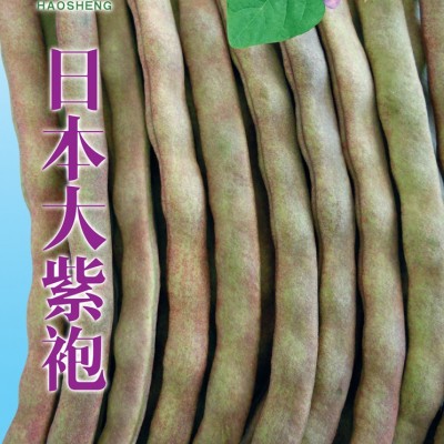 供应日本大紫袍-架豆种子