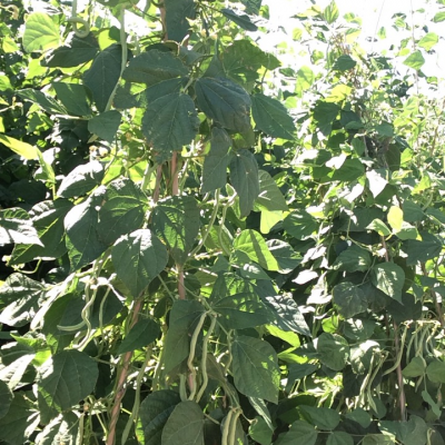 供应架豆——架豆种子
