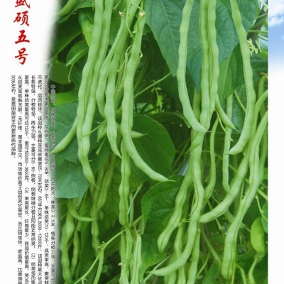 供应菜豆种子