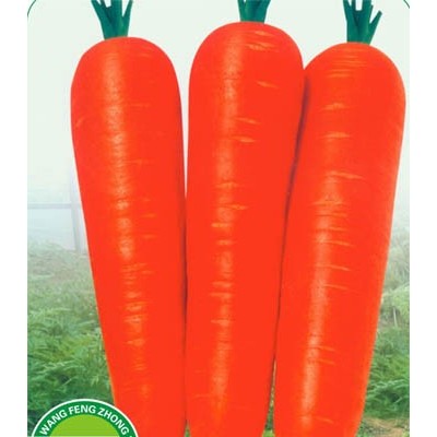 供应超级红根F1—胡萝卜种子