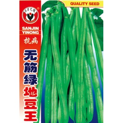 供应抗病无筋绿地豆王-菜豆种子