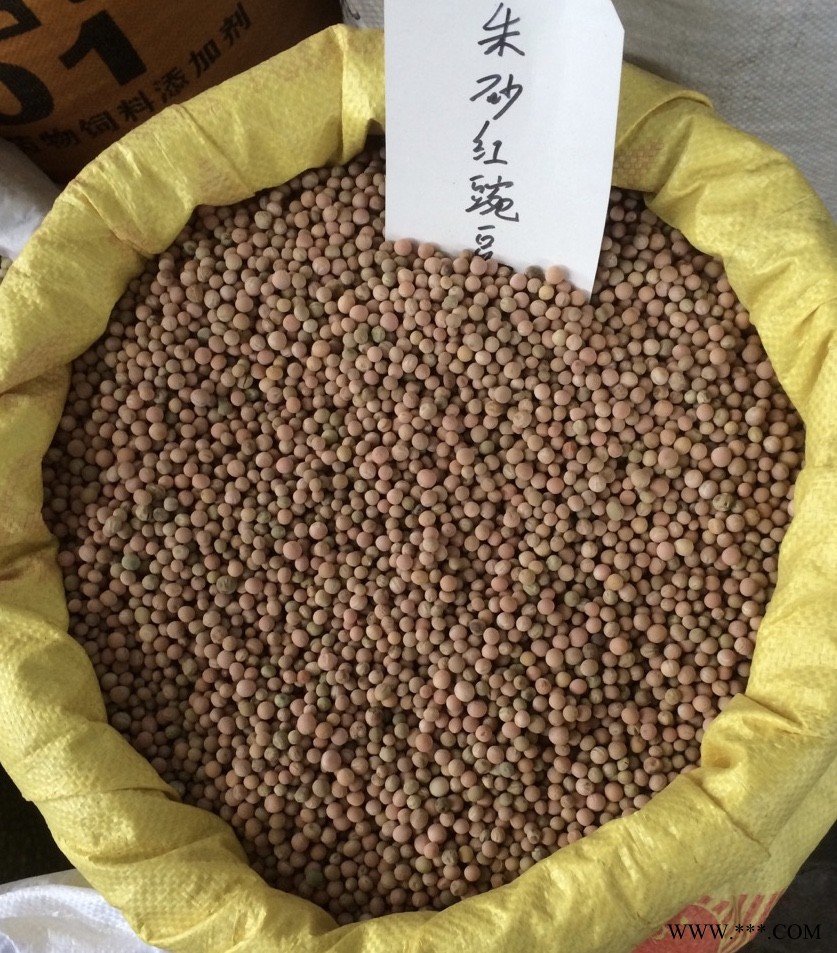 供应朱砂红豌豆尖种子