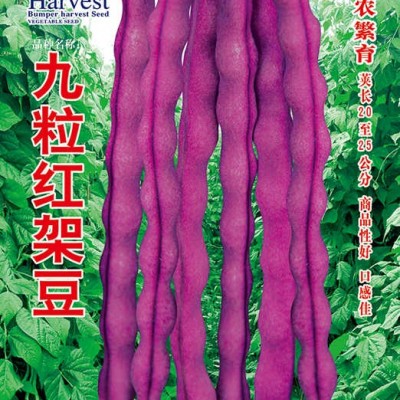 供应九粒红架豆 ——菜豆种子