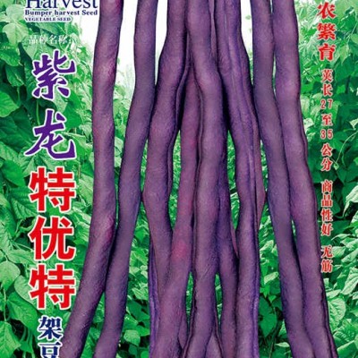供应紫龙特优特架豆——菜豆种子