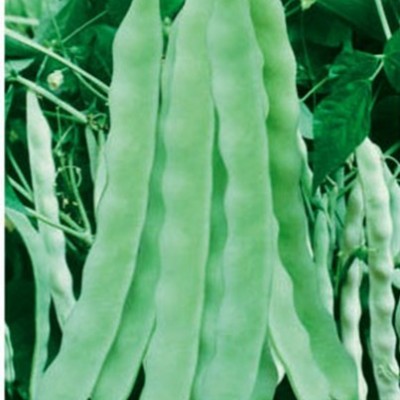 供应地豆王—架豆种子