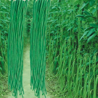 供应长丰绿霸Ⅰ—豇豆种子