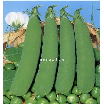 中豌六号-豌豆种子