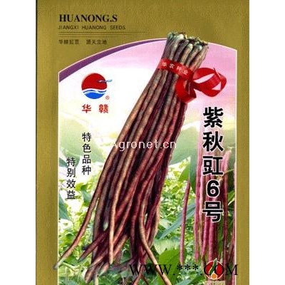 供应优选紫秋豇6号—豇豆种子